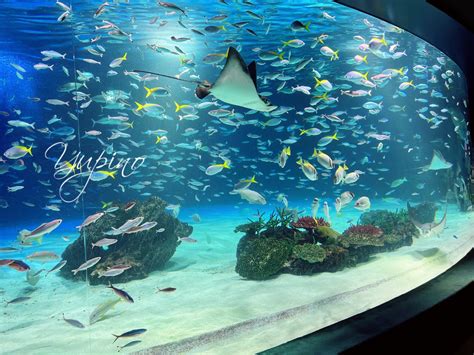 サンシャイン 水族館 デート プラン|【サンシャイン水族館デート】おすすめポイントと実際に楽しめ .